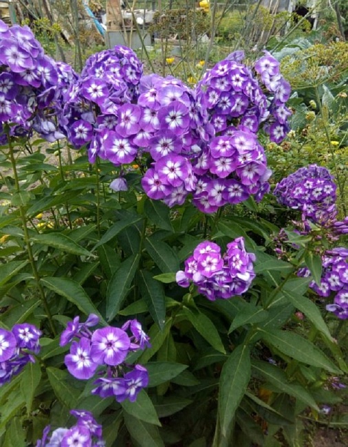 Флокс Успех 